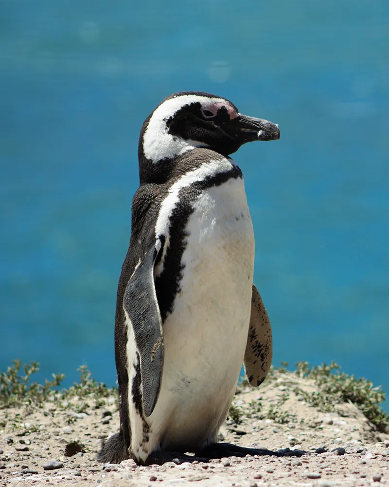 viajes a medida a argentina viajesprivados.es