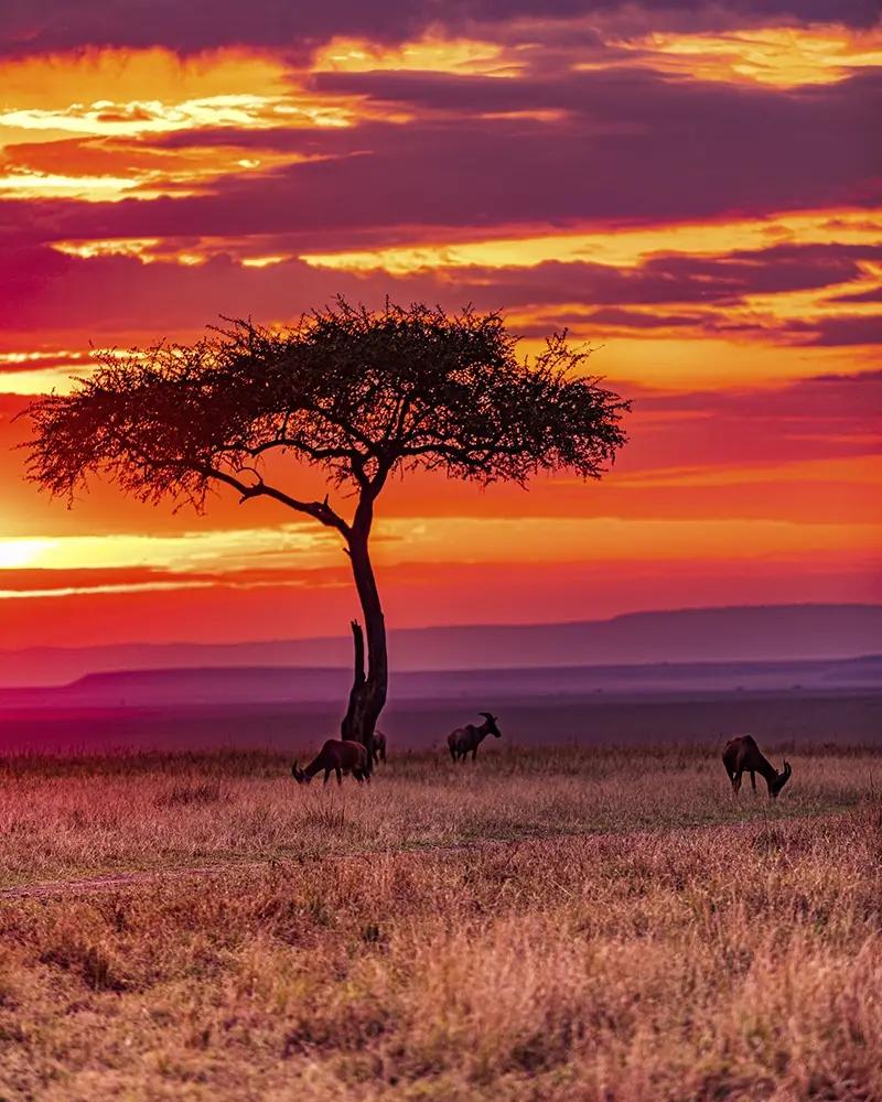 viajes a africa a medida