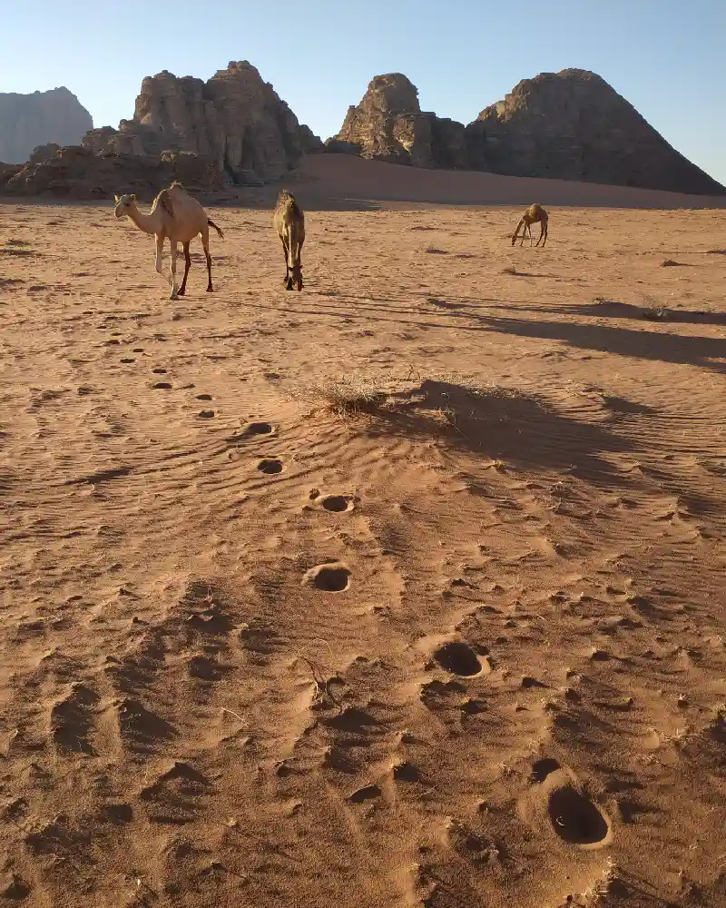 viajes a medida a jordania viajesprivados.es