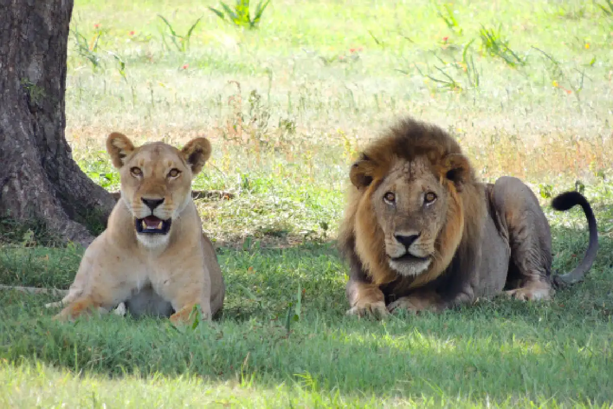 safaris personalizados viajesprivados.es