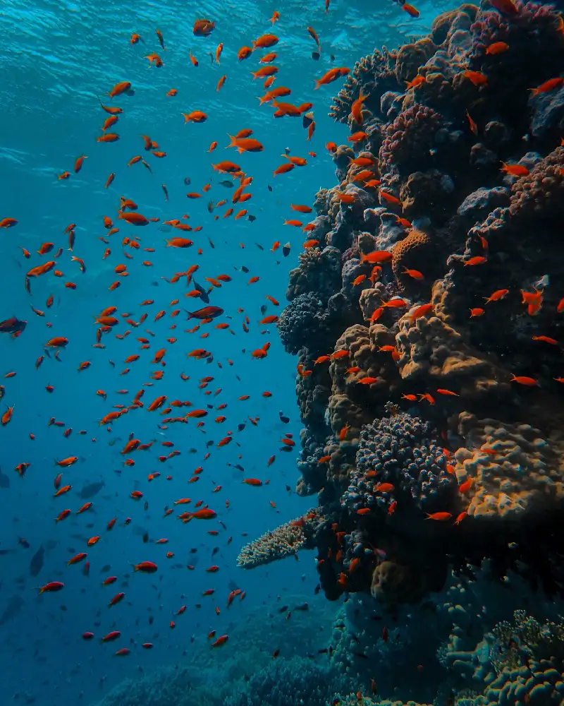 viajes a medida al mar rojo viajesprivados.es