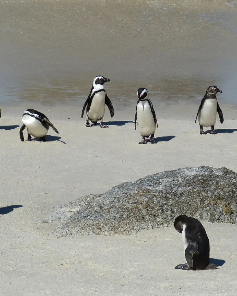 viajes a medida a sudafrica viajesprivados.es