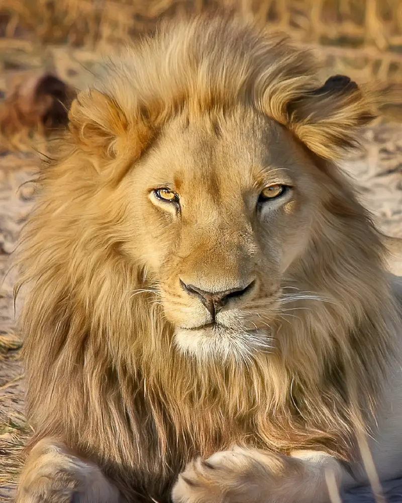 viajes a medida a sudafrica viajesprivados.es